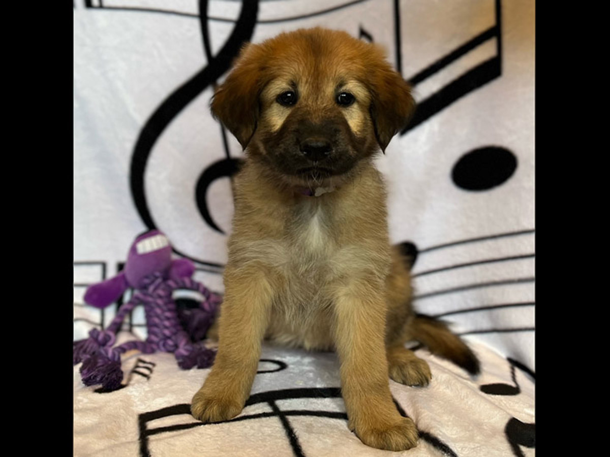 chinook puppy